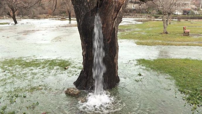 Hay un árbol en Montenegro del que brota una fuente de agua y esta es su explica