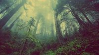 21 de marzo: Día Internacional de los Bosques, ¿por qué se celebra hoy esta efeméride?