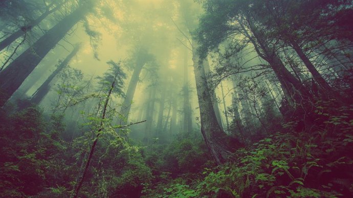 21 De Marzo: Día Internacional De Los Bosques, ¿Por Qué Se Celebra Hoy Esta Efem