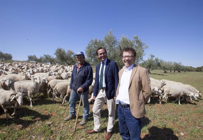 Granada.- El pastoreo vuelve a la zona de olivar de la Dehesa del Generalife 
