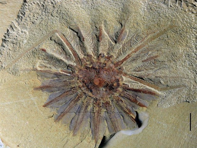 Un fósil de 500 millones de años revela el origen de las medusas peine