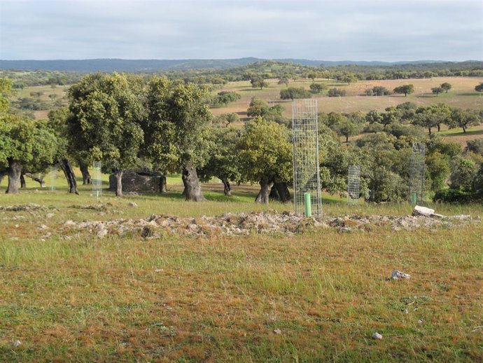 Una iniciativa de Red Eléctrica de España restaura 843 hectáreas de bosques en 1