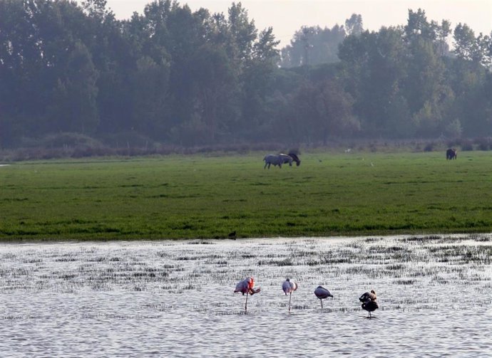Parque Natural de Doñana