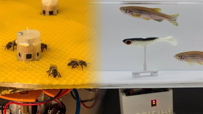 Robots ponen en comunicación a abejas y peces