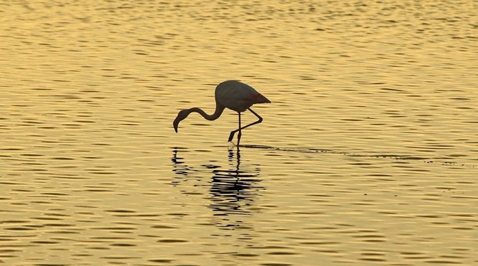 Flamenco en Doñana. 
