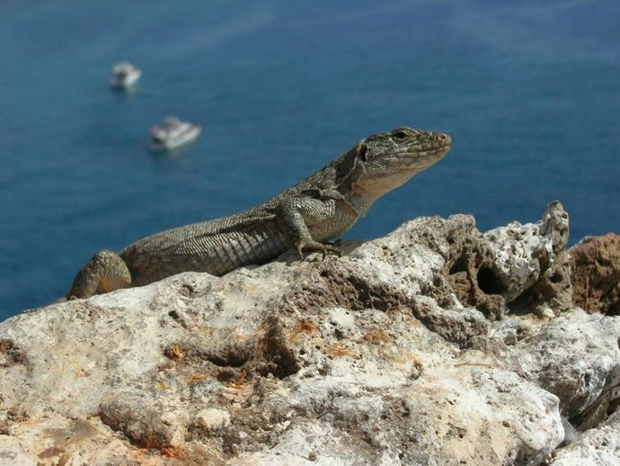 El Cabildo de Tenerife organiza unas jornadas sobre la biodiversidad de la isla