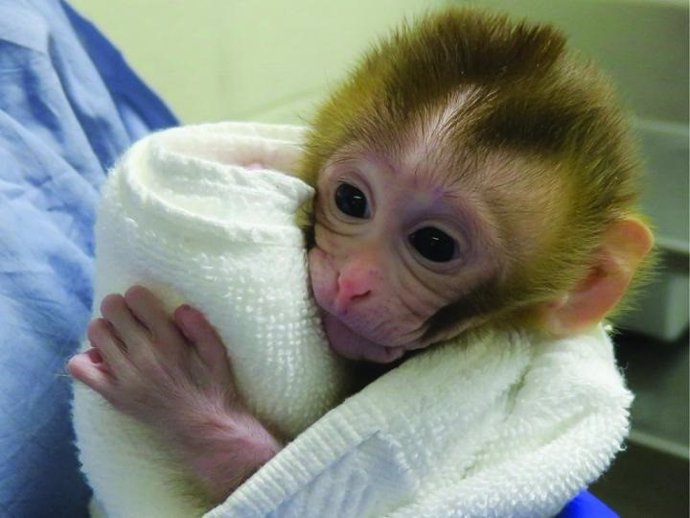 EEUU.- Científicos restauran la fertilidad en un modelo de primate no humano de 