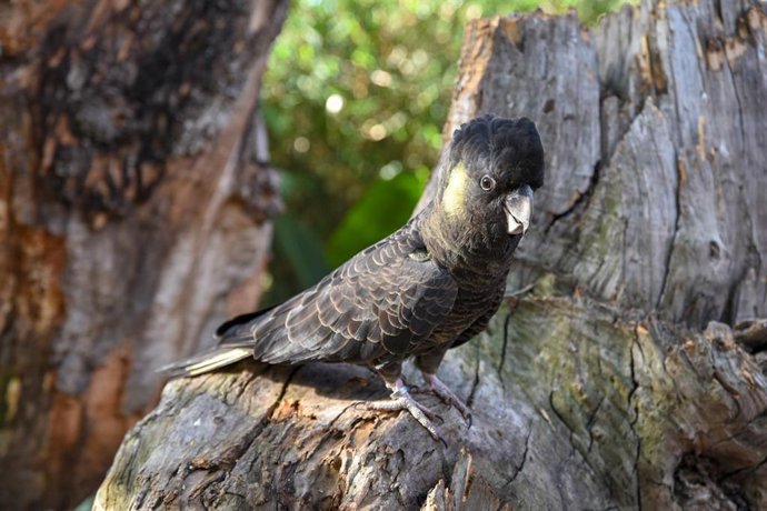 Loro Parque exhibe por primera vez todas las especies de cacatúas del mundo