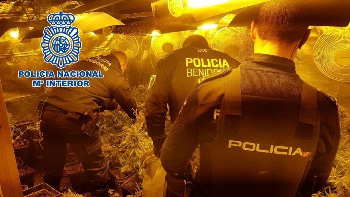 DETENIDO POR CULTIVAR MARIHUANA EN UN CHALÉ DE BENIDORM