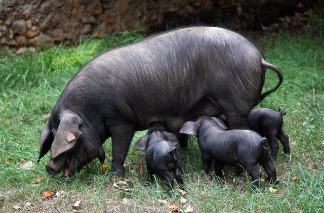 Baleares.-El cerdo negro mallorquín contiene un 60% más grasas saludables que el