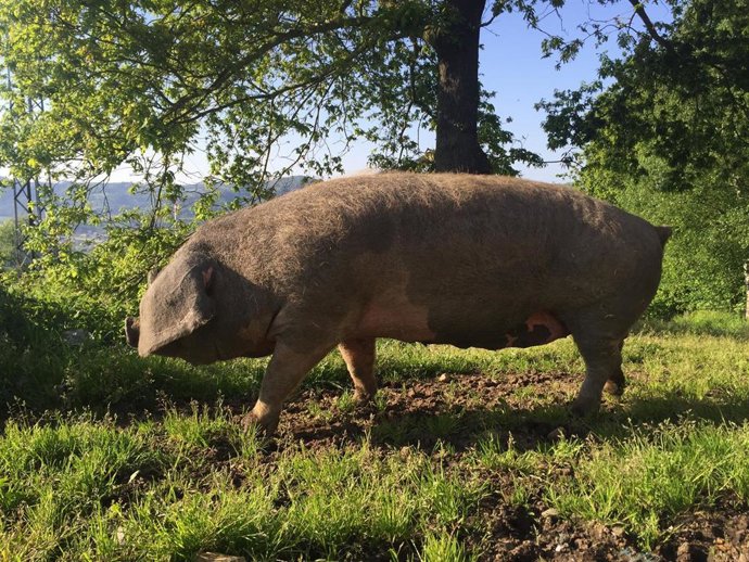Ejemplar de gocho asturcelta que será subastado.