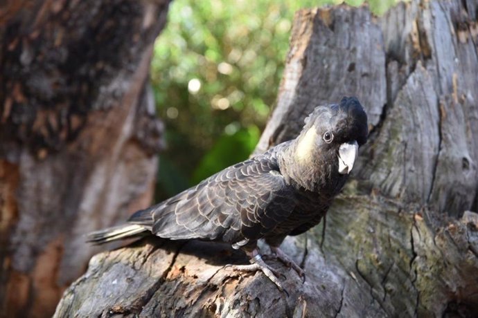 COMUNICADO: Loro Parque exhibe, por primera vez, todas las especies de cacatúas 