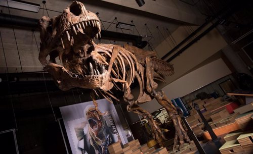 Restos de un descomunal T. Rex de 8,8 toneladas presentados en Canadá