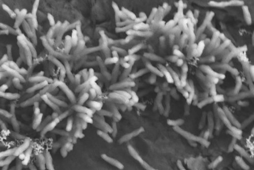 Microbios 'comen' electricidad fijando dióxido de carbono