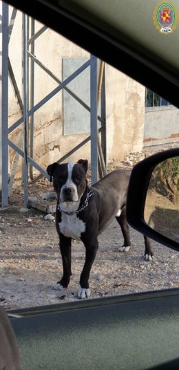 Jaén.- Sucesos.- La Policía Local rescata a un joven que tuvo que subirse a un o