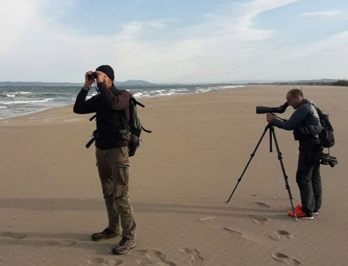 SEO/Bird Life impulsa una nueva edición del Maratón Ornitólogo en abril y mayo