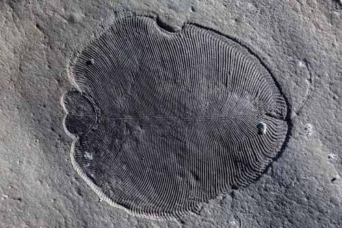 El fósil animal más antiguo es una impresión de su verdadero aspecto