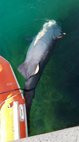 Sucesos.- Hallan muerto a un tiburón de cuatro metros en Puerto Portals