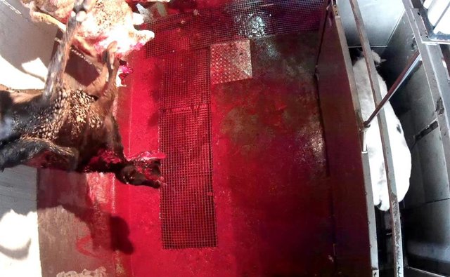 Equalia publica un nuevo caso grave de supuesto maltrato animal en un matadero s