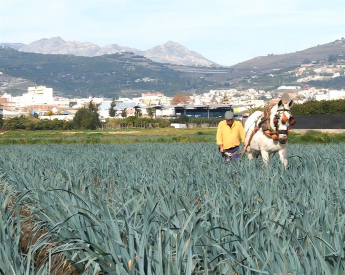 Granada.- Economía.- Frutos Los Pisaos abrirá una delegación en Centroeuropa par