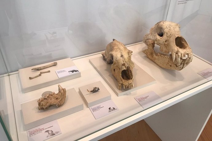 La exposición 'Orígenes' repasa en el Museo Bibat el paleolítico en Álava