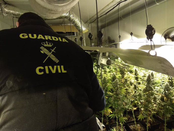 Granada.- Sucesos.- La Guardia Civil interviene 12.865 plantas de cannabis sativ