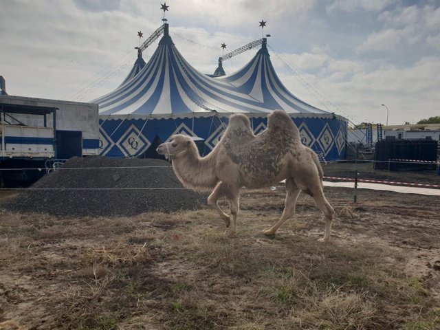 Circo con animales salvajes