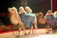 Empleados de Circo llevarán a los tribunales la prohibición de Carmena de espectáculos con animales salvajes