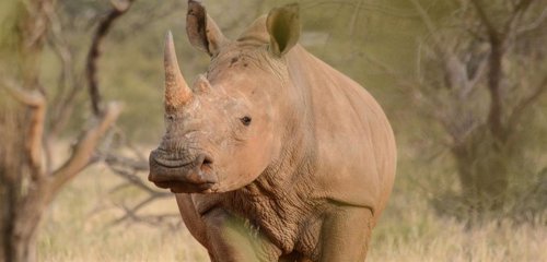 Óvulos A Partir De Tejido Para Salvar Al Rinoceronte Blanco Del Norte