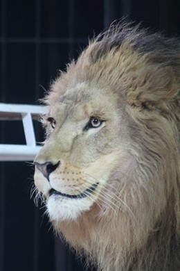 Circo con animales salvajes