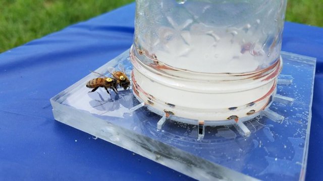 Se descifra el lenguaje de las abejas para ayudarlas a comer mejor