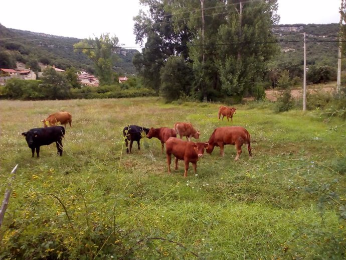 La Junta de Extremadura abona más de 25 millones de pago básico, pago verde y ayudas a la reestructuración de viñedo