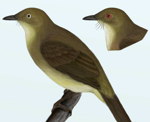 Nueva especie de ave se distingue sólo por el color de sus ojos