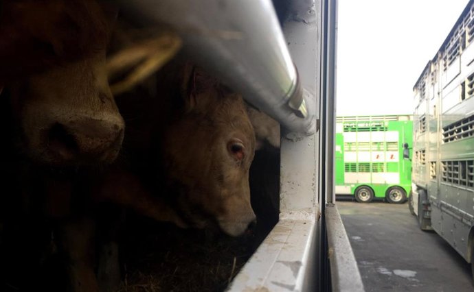 Cádiz.- Animals' Angels y ANDA advierten del riesgo en animales en camiones para