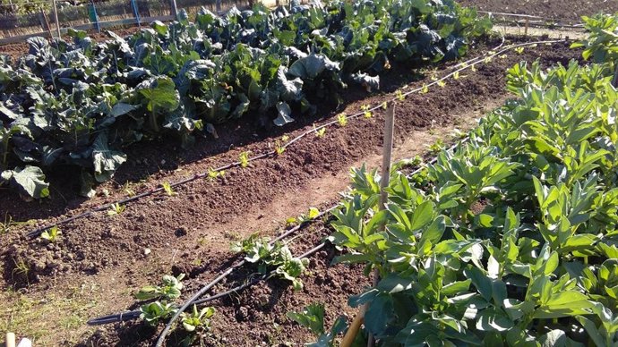 [Comunicacion.Csic.Andalucia] Ndp Concentraciones De Plomo En El Huerto Urbano D