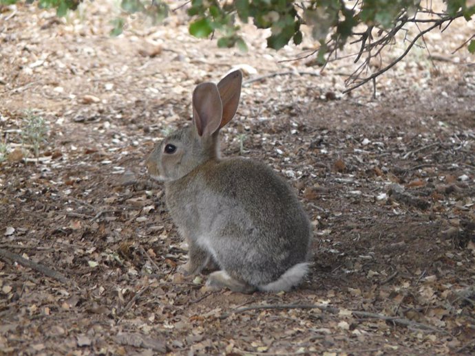 Conejo