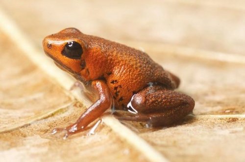 Un hongo está provocando extinciones masivas de anfibios