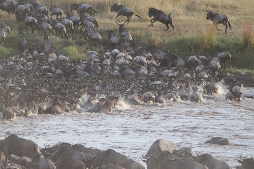 El icónico Serengeti-Mara, bajo la amenaza demográfica del ser humano