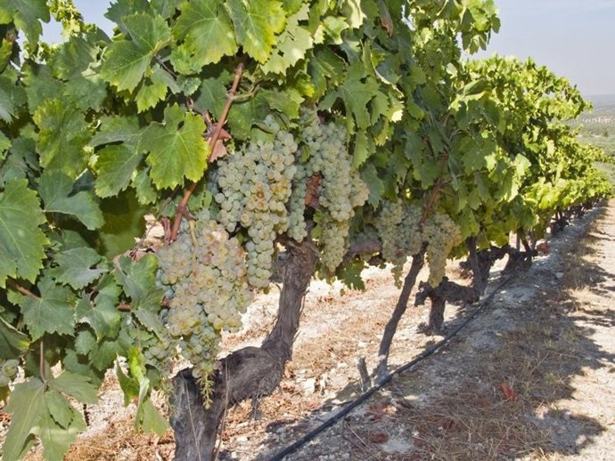 Abierto el plazo para solicitar las ayudas a la reestructuración y reconversión 