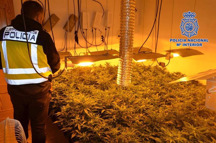 Sucesos.- Policía Nacional desmantela una plantación 'indoor' de marihuana en Mo