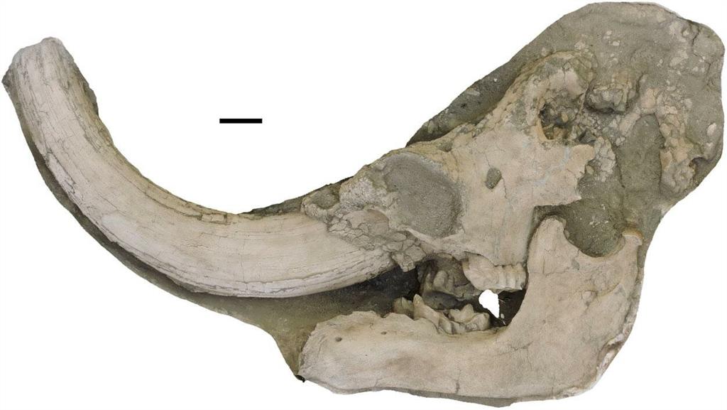 molar de mastodonte