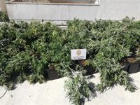 Desmantelada una plantación de marihuana en una vivienda de Lebrija (Sevilla) en una operación con dos detenidos
