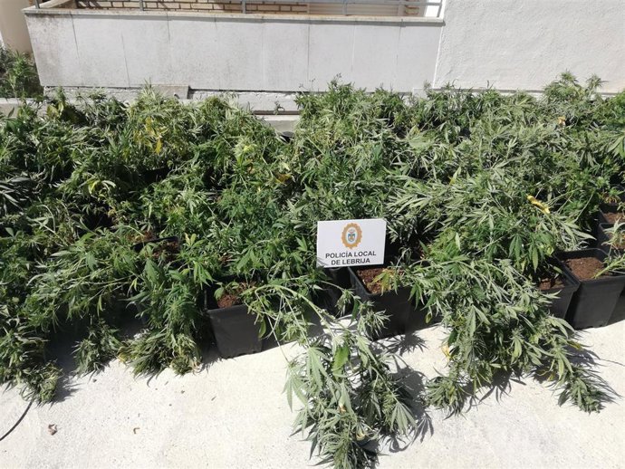 Sevilla.-Sucesos.-Desmantelada una plantación de marihuana 'indoor' en Lebrija e