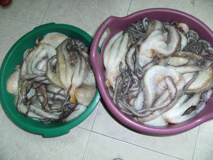 Pulpo Inmaduro
