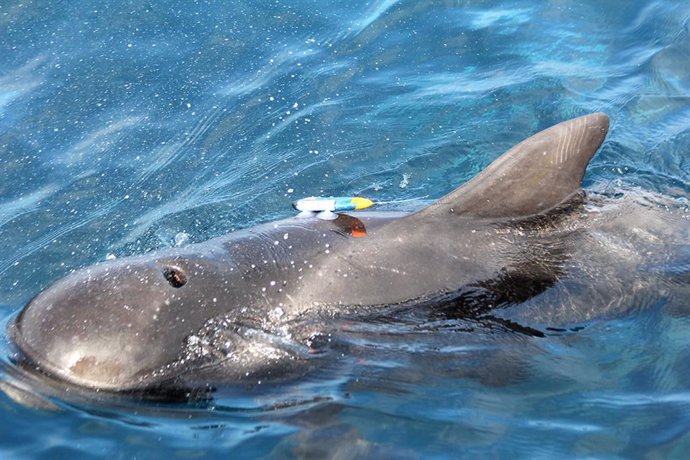 Localizan en Fonsalía una gran colonia de calderones y delfines mulares y advier