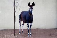 Un Brexit sin acuerdo pone en riesgo un programa de reproducción de okapis en zoológicos europeos