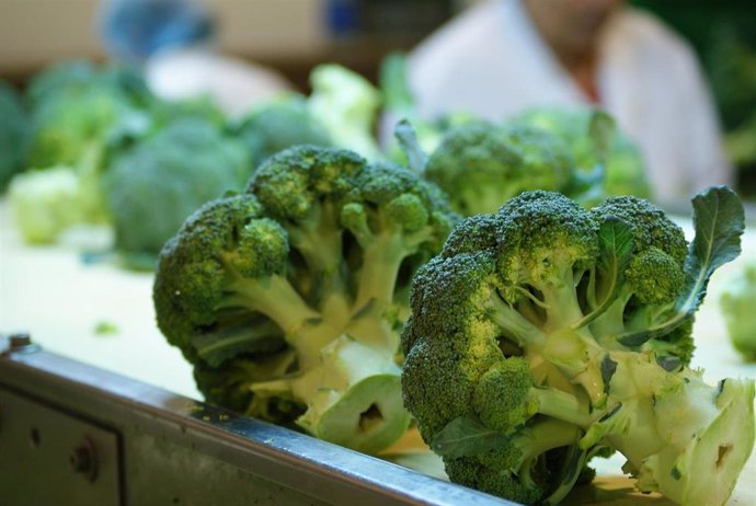 Expertos aconsejan no tirar el tronco del brócoli porque es rico en nutrientes y