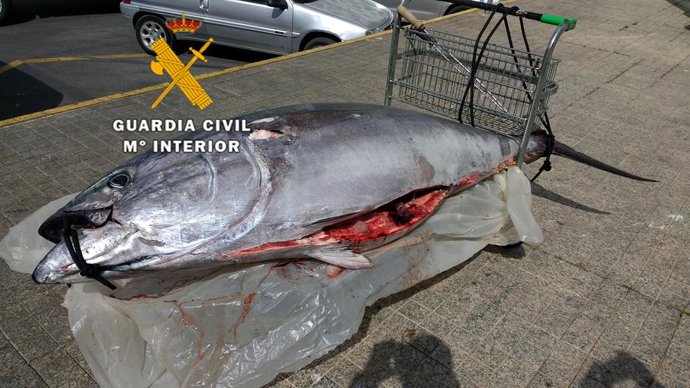 Málaga.- Sucesos.- La Guardia Civil interviene un atún rojo pescado ilegalmente 