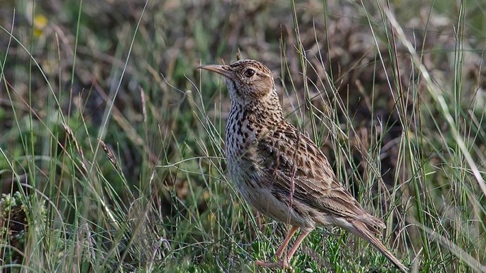 Unas jornadas en Medinaceli abordarán las posibilidades del turismo ornitológico
