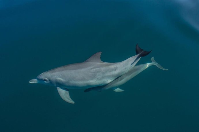 Los delfines también están amenazados por el cambio climático